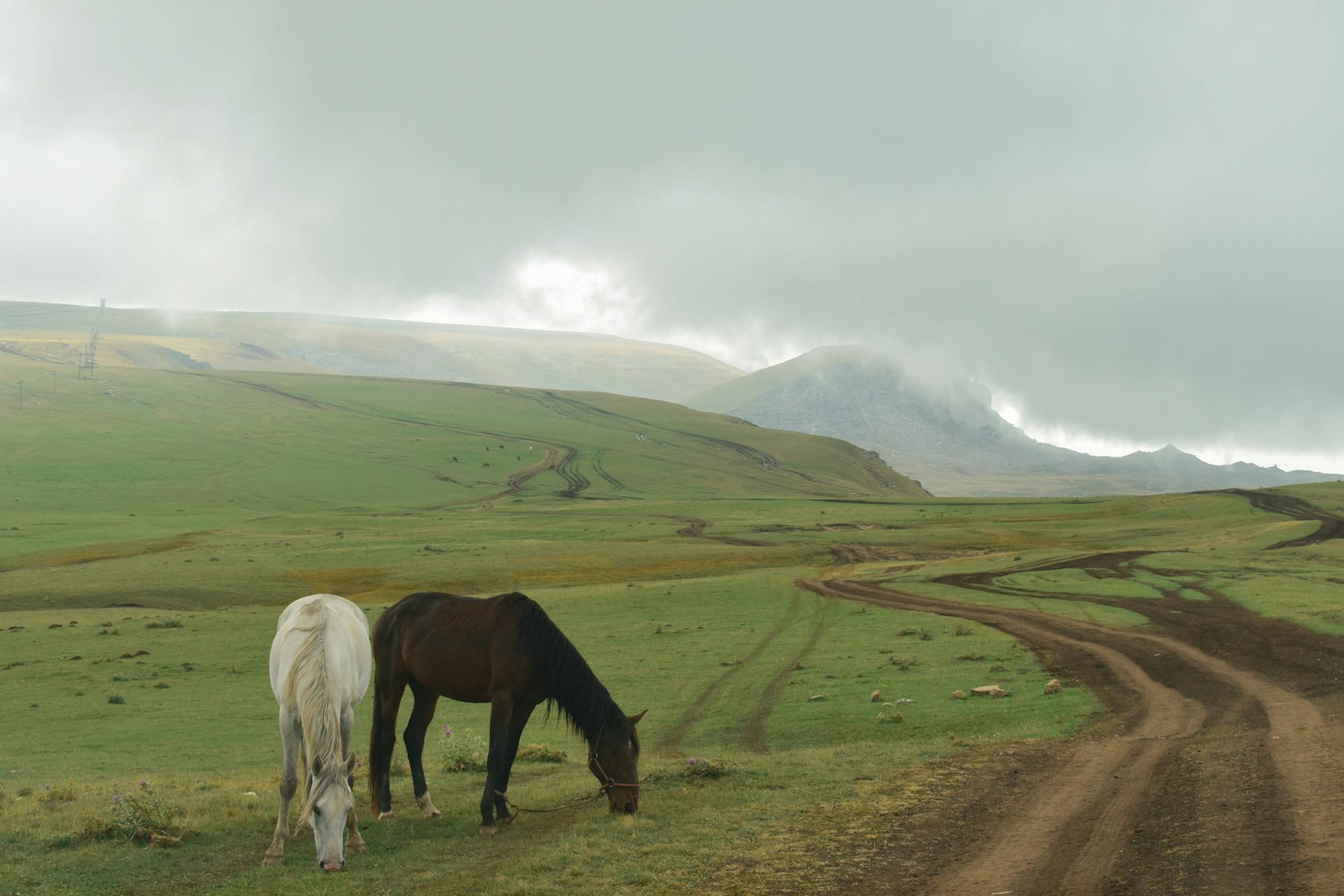Horses in a green field